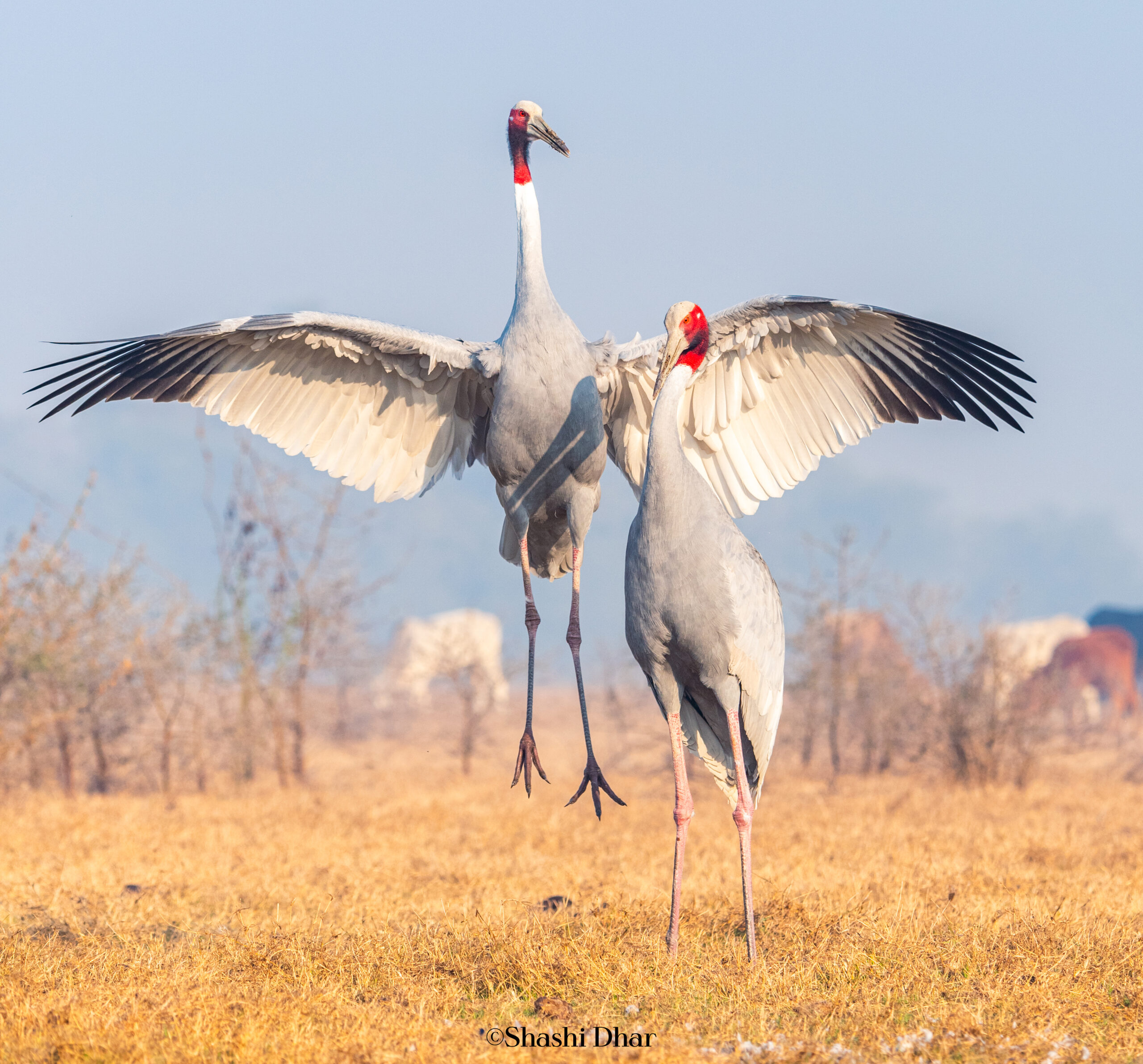 "Two majestic Sarus Cranes in a lush, green field under a clear blue sky. They are in the midst of their synchronized courtship dance, with wings gracefully spread wide, and long, slender necks arched towards each other."