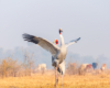 "Two majestic Sarus Cranes in a lush, green field under a clear blue sky. They are in the midst of their synchronized courtship dance, with wings gracefully spread wide, and long, slender necks arched towards each other."