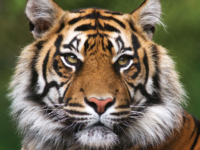 tigers, wildlife on earth magazine. wildlifeonearth.org #wildlife #wildlifephotography