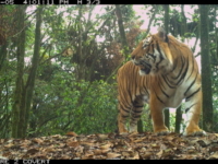 : "Wildlife in Bhutan: Tiger in the forest", "Bhutan's wildlife: Tiger roaming its natural habitat"