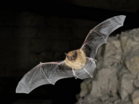 Researchers from the University of Bristol have discovered a significant decline in the activity of six bat species around solar farms. Published in the Journal of Applied Ecology, the findings spotlight the potential ecological repercussions of renewable energy expansion. Solar power, which witnessed a 25% surge in 2021, contributes to nearly 30% of the world's renewable energy. Led by Lizy Tinsley, the study emphasizes the necessity for comprehensive environmental impact assessments for solar developments. With bats playing crucial roles in ecosystems, understanding and mitigating these effects is vital. The team's future focus will delve into invertebrate biodiversity in these regions.