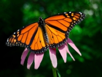 Tiny Pests Pose Problems for Iconic Monarch Butterfly