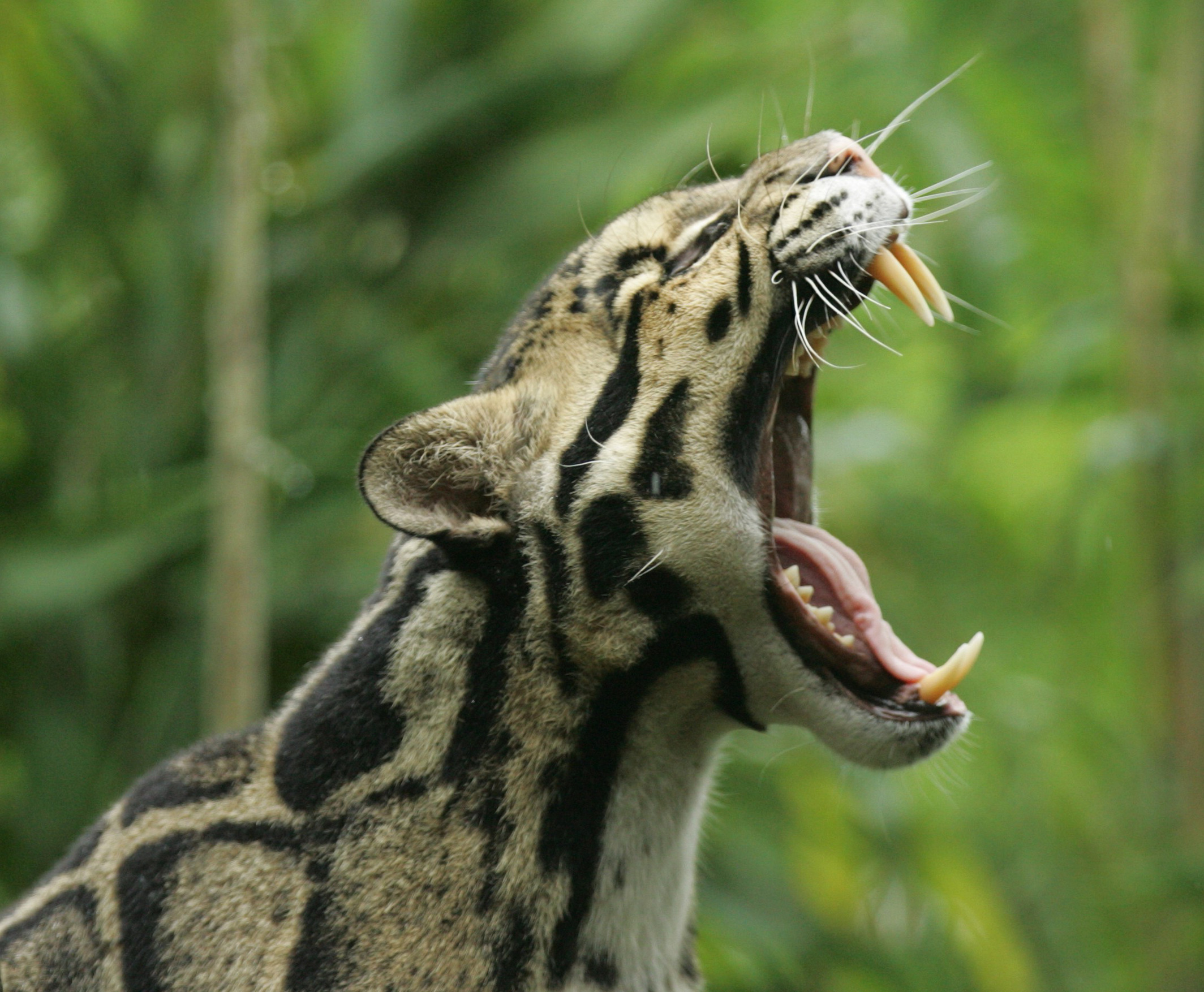 The Taiwanese Clouded Leopard appears after 30 years after being ...