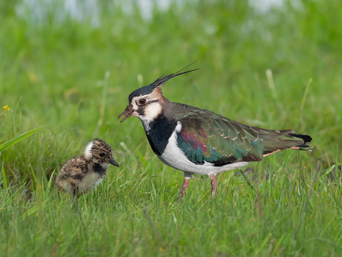Breeding pairs of lapwings at Lecale Fens conservation area
